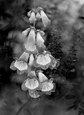 Foxglove