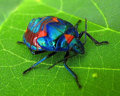 Jewel on Emerald Green