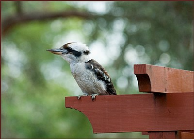 Kookaburra