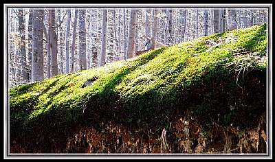 The moss