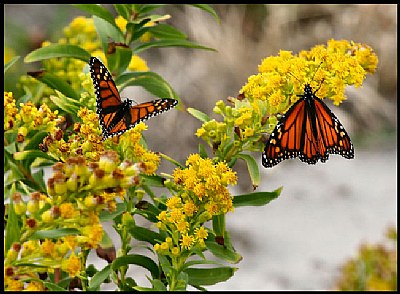 Monarchs