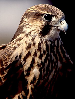 Hybrid Hawk at Meadowlark