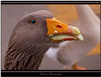 Goose Grubbing  