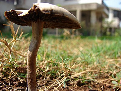 Mushroom  