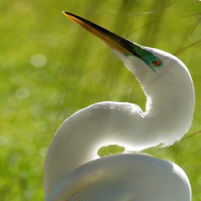 Bue Eyed Great White Egret
