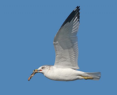 Gull with Cargo