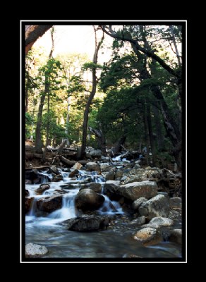 En el bosque 