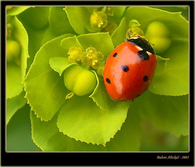 Ladybird