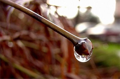 A little world in a drop