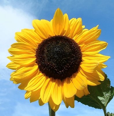 Simple Sunflower
