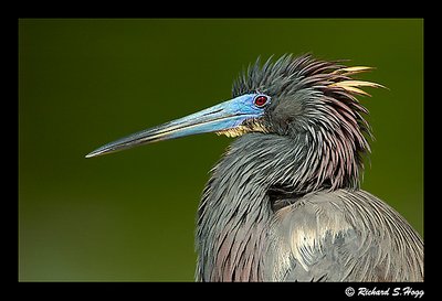 Tricolored Heron Portrait