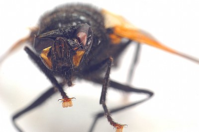 Dead fly