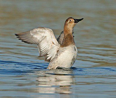 Wingbeats