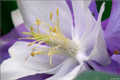 Blue Columbine 1