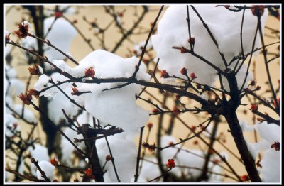 Spring message in a net of branches under snow