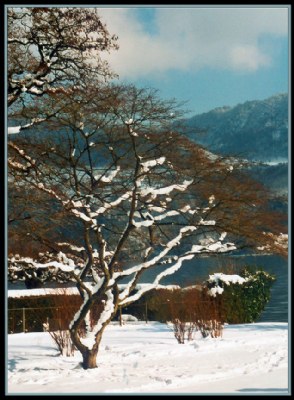 Tree with some snow