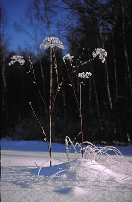 Iceflowers