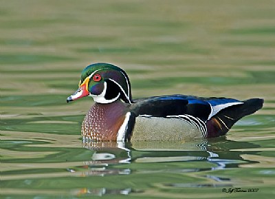 Wood Duck II