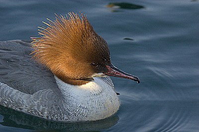 Portrait of Goosander