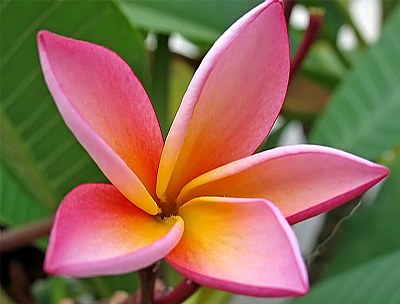  FRANGIPANI