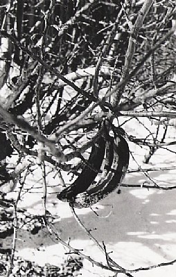 fruit in winter