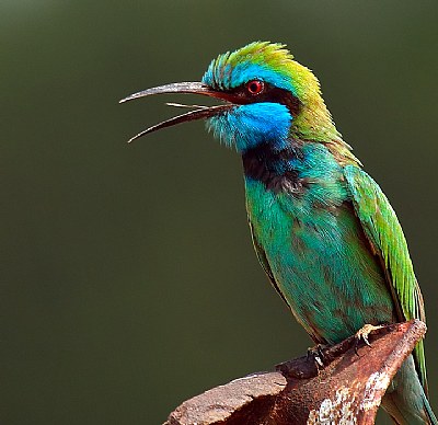 Bee Eater #2