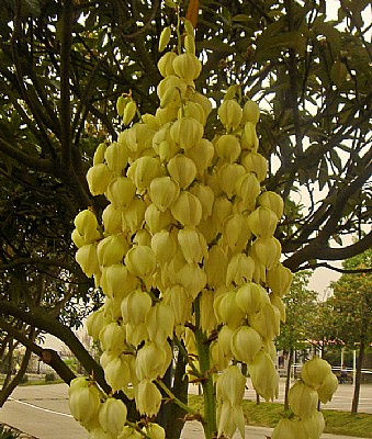 Curious Plant