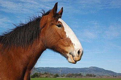Horse Profile