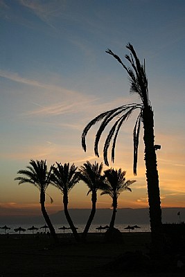 The Palms & Sunset