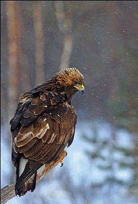 Golden eagle in snowy weather