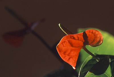 anthurium #1