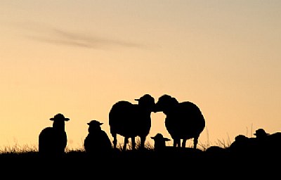 Love me like a sheep