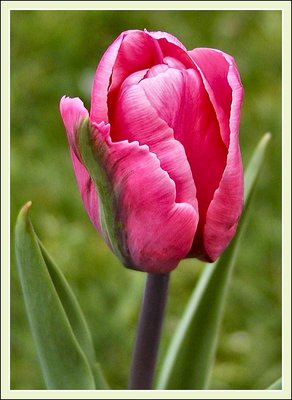 Tulip