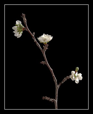 Plum Blossoms