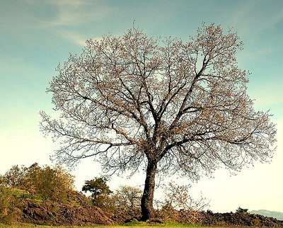 solitary oak