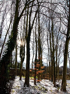 Winter Wood