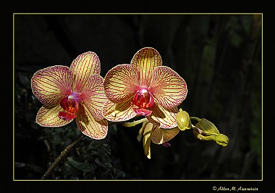 Phalenopsis Orchids (d875)