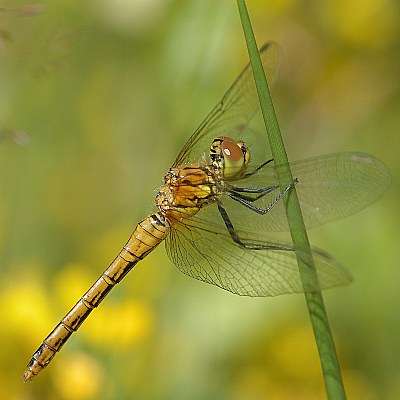 Dragonfly