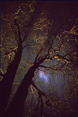 Trees at Night