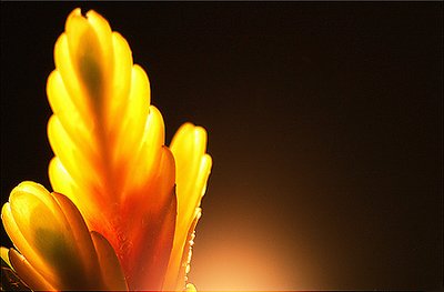 The Dawning