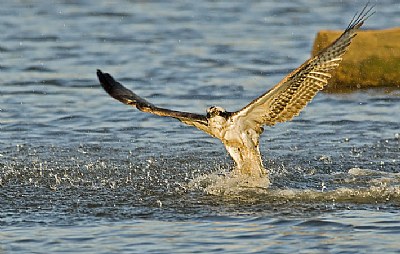 Osprey hunting