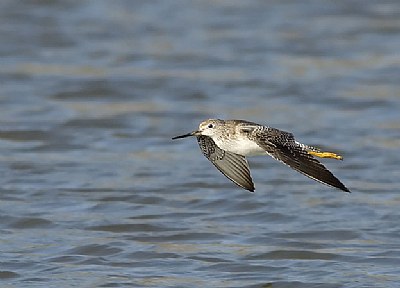 Greater Yellowlegs