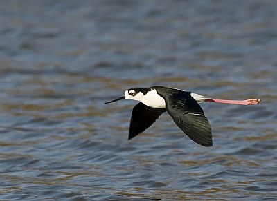 Black-necked Stilt