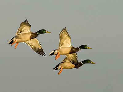 Mallards at sunset