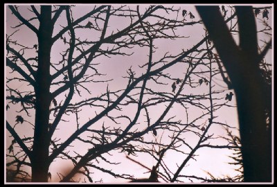 Winter evening and a tree is waiting