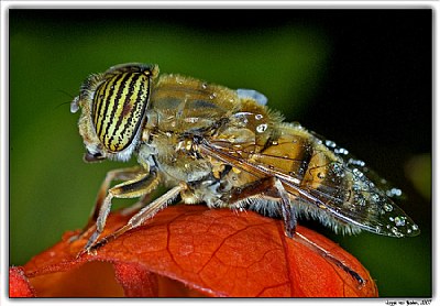 Hover Fly