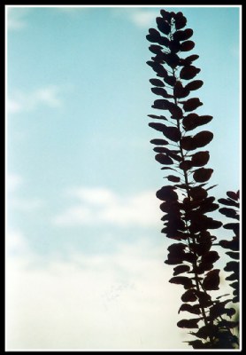 Direction upwards