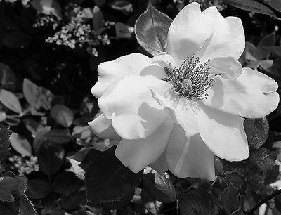 B&W Flower