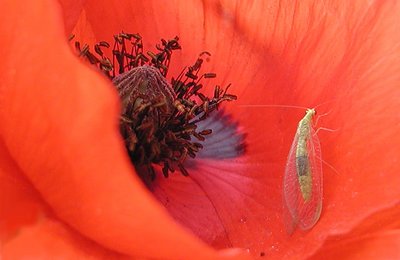 Life Into A Poppy