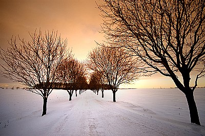 Winter Trees